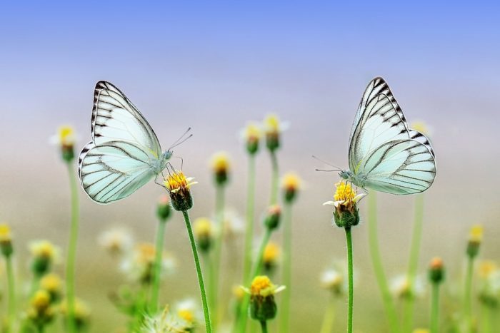 butterfly-inversiones-sostenibles-efpa