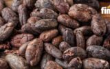 cacao